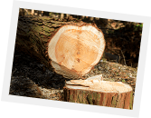 林業のイメージ01